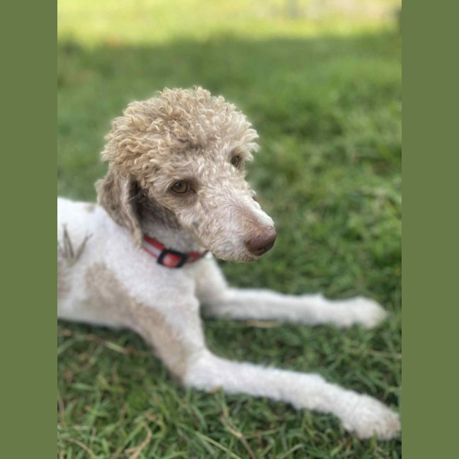 Photo of Riley