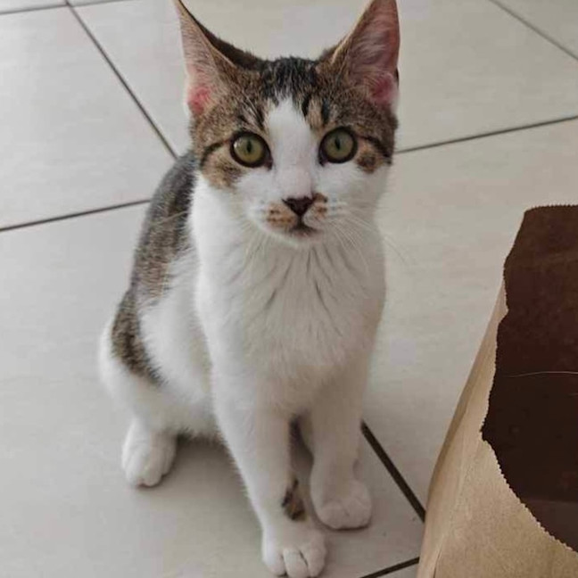 Photo of Milo