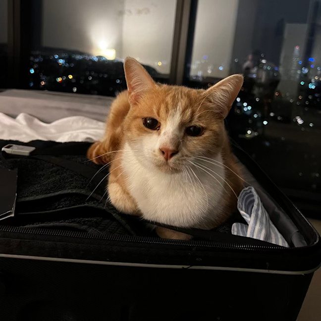 Photo of Nala & Bowie