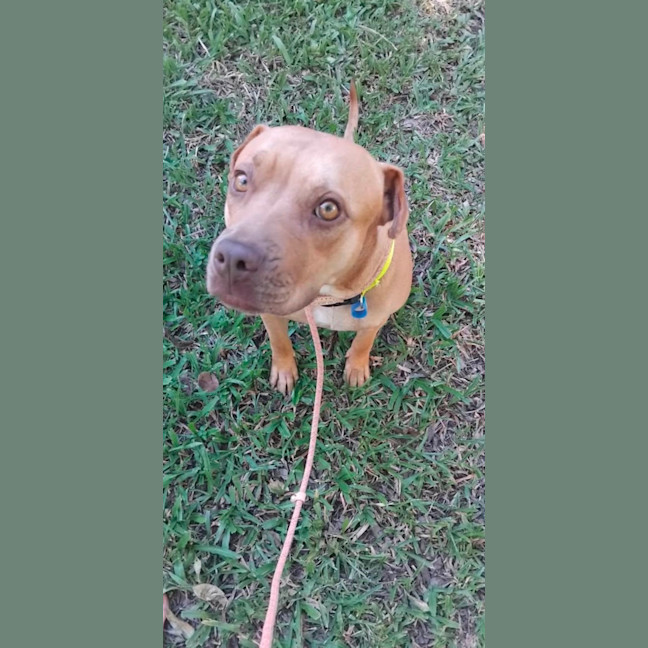 Photo of Goldie