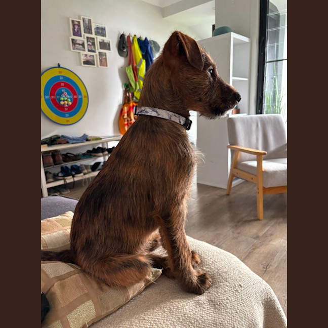 Photo of D1136 Jasper