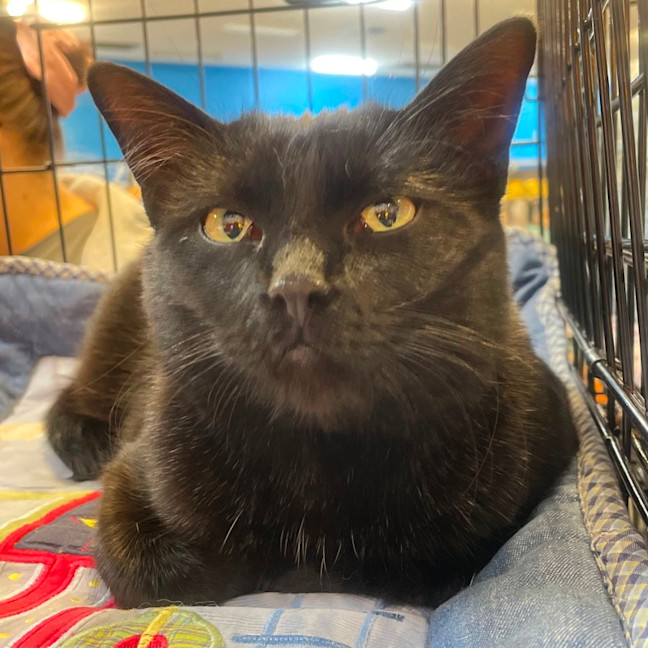 Photo of Shadow