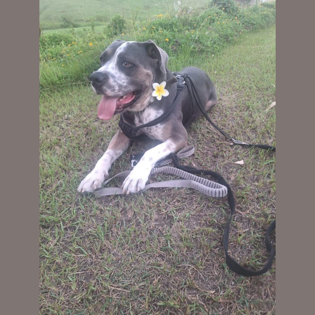 Photo of Buddy Two