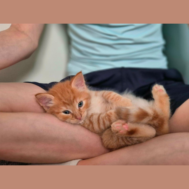 Photo of 😺 Garfield 😺