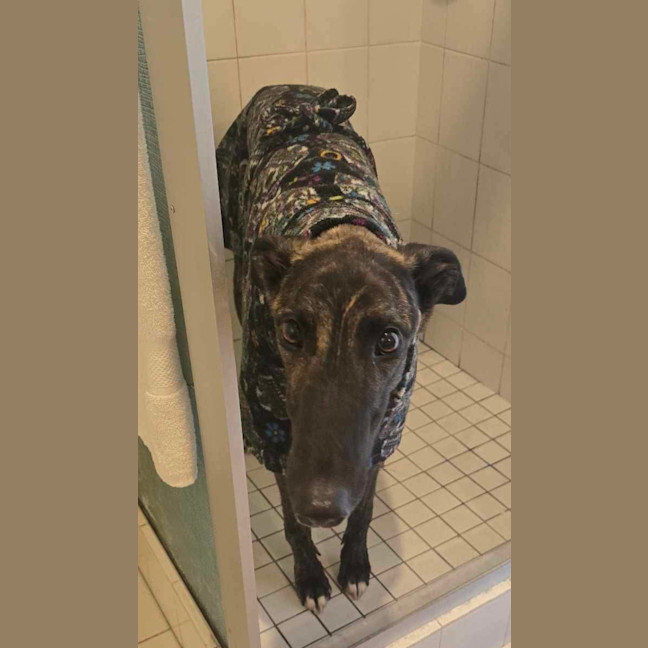 Photo of Claude The Greyhound