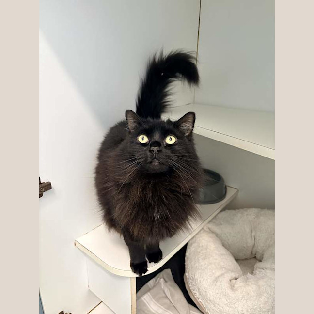 Photo of Pepper