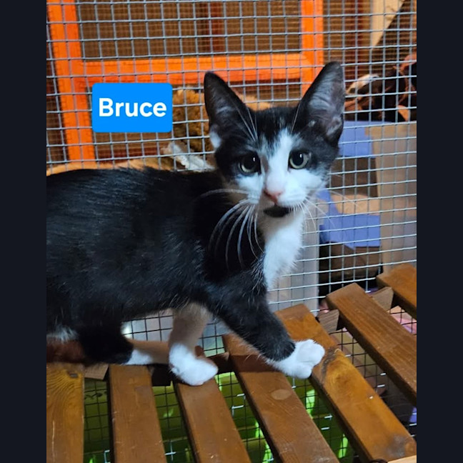 Photo of Bruce
