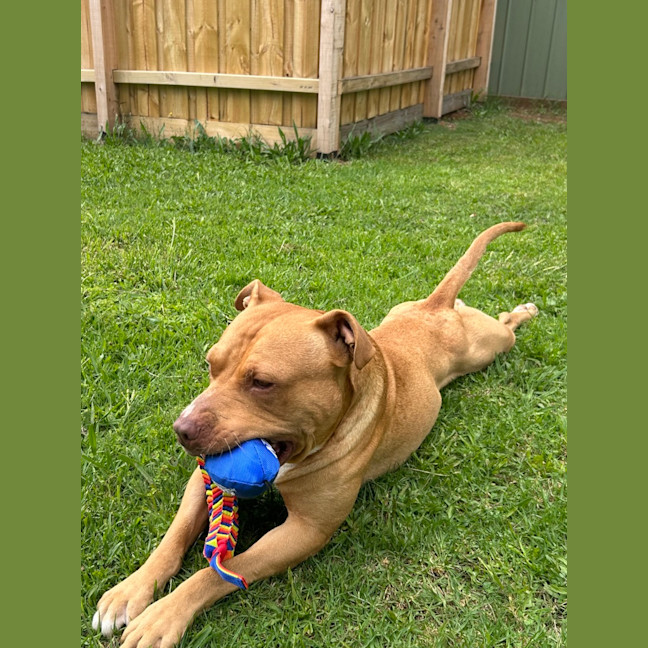 Photo of Whisky