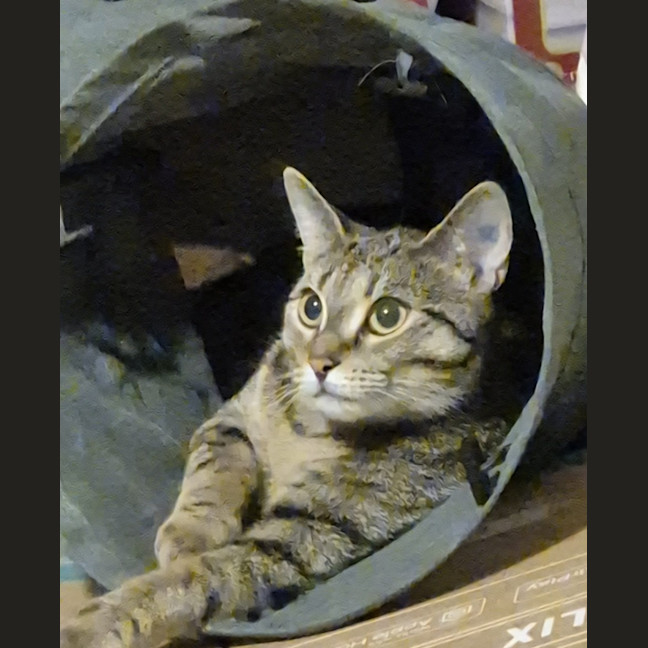 Photo of Tumbles   1 Year Old Domestic Short Hair