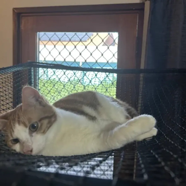 Photo of Houdini