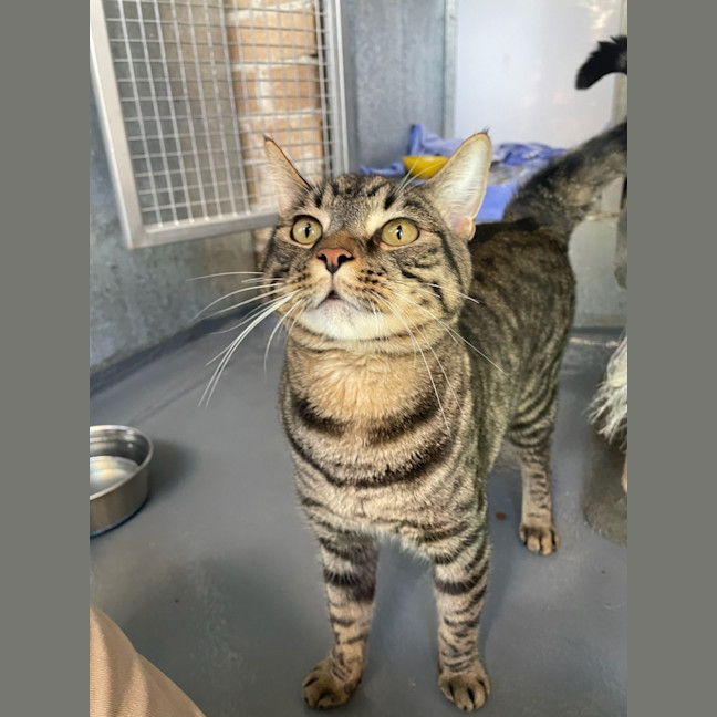Photo of Simba