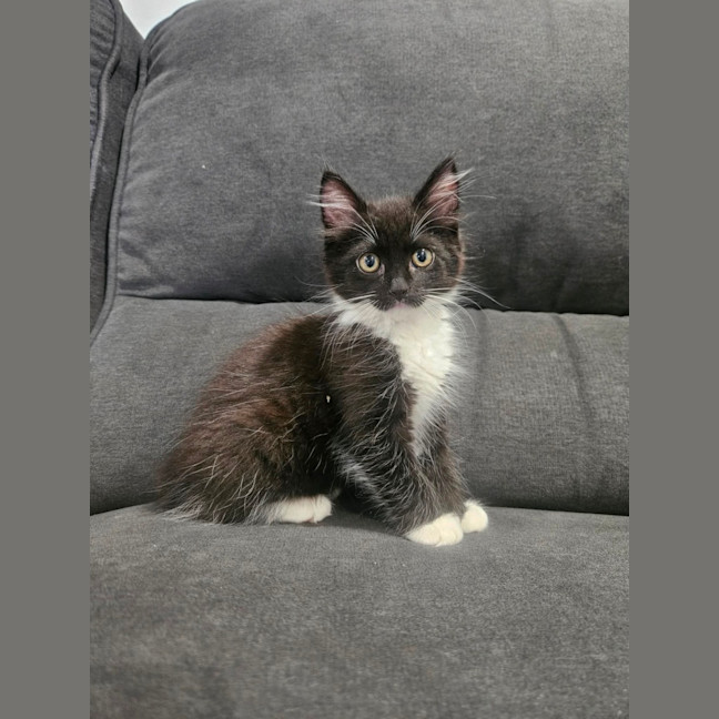 Photo of Tinsel 🎄