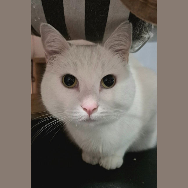 Photo of Lily