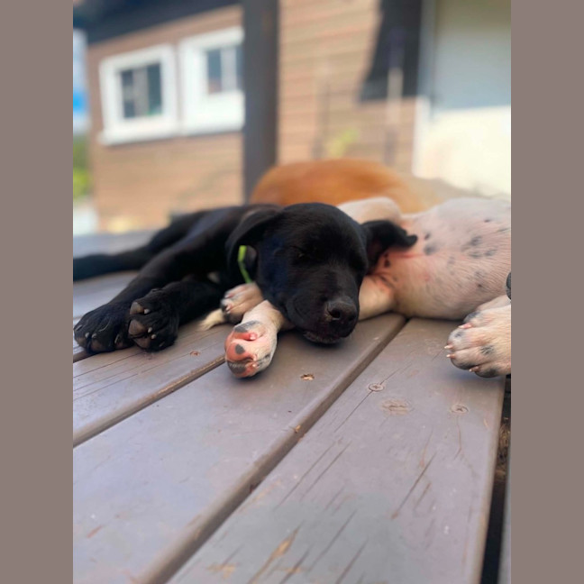 Photo of Cuddlepie