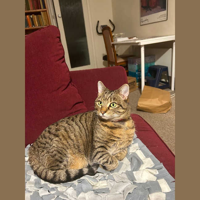 Photo of Dixie