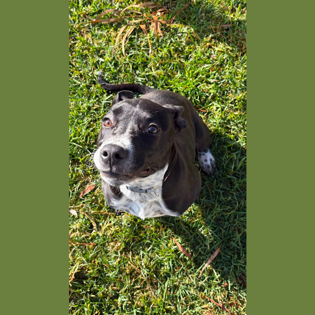 Photo of Pringle