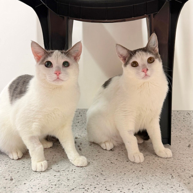 Photo of Vegemite & Peanut Butter