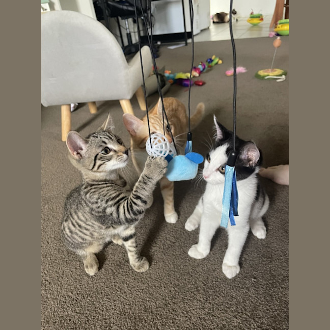 Photo of Tiger