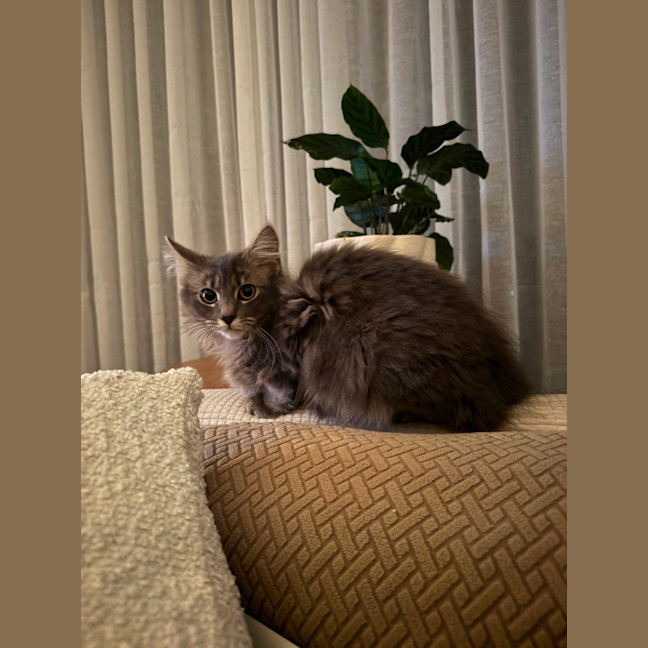 Photo of Tango