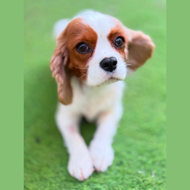 Photo of Riley