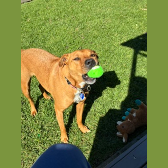 Photo of Rolland   5 Year Old Staffy X