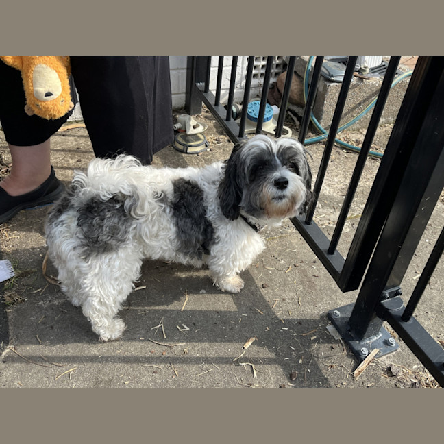 Photo of Abby🌞4yo, Shih Tzu X Maltese(on Trial 12/8/24)