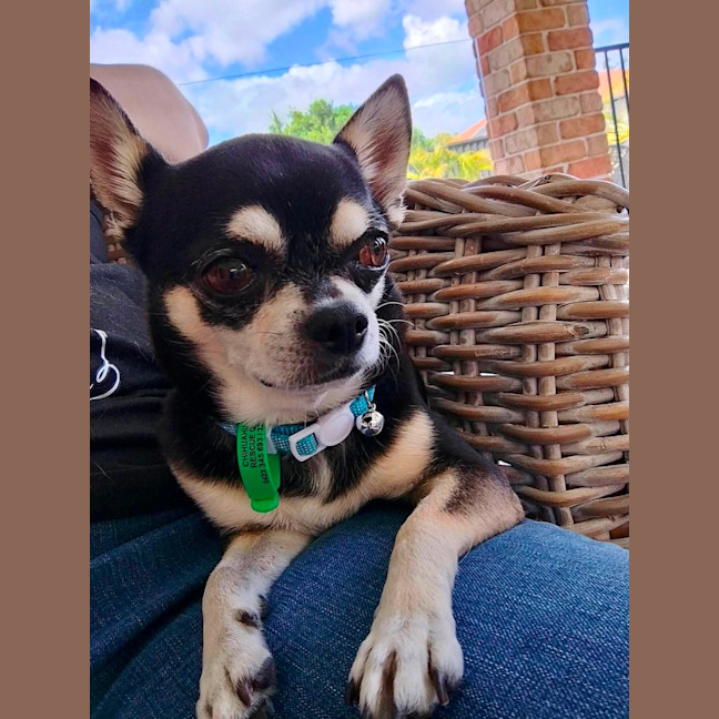 Photo of Jay Jay