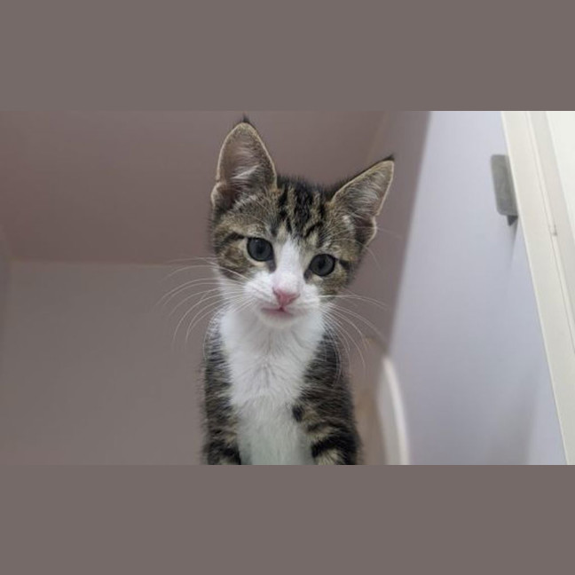 Photo of Rocky
