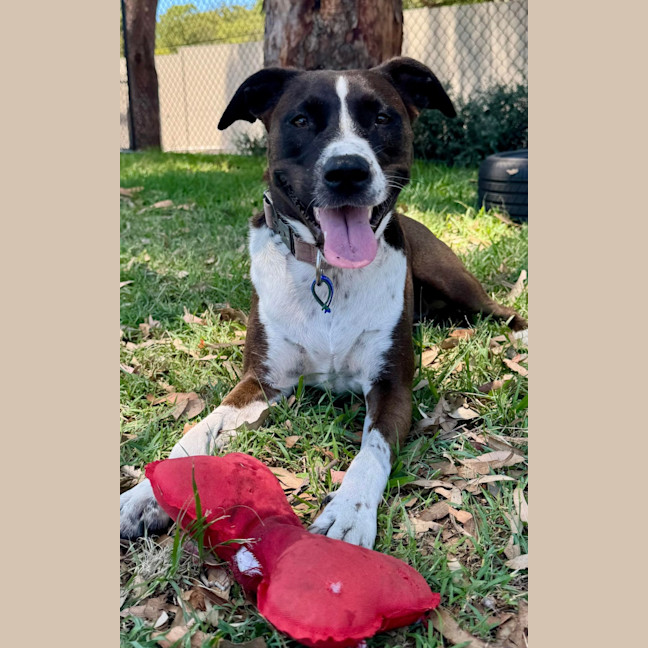 Photo of Pippa   2 Year Old Staffy X Border Collie (Trial)