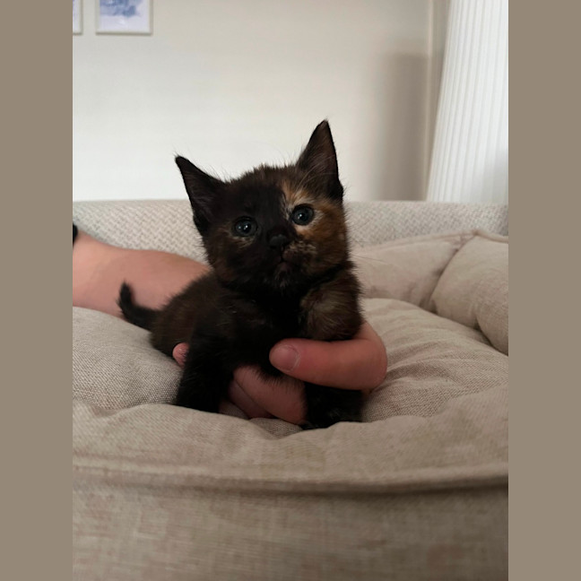 Photo of Evie