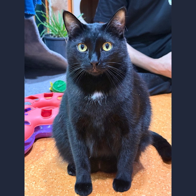 Photo of Soot