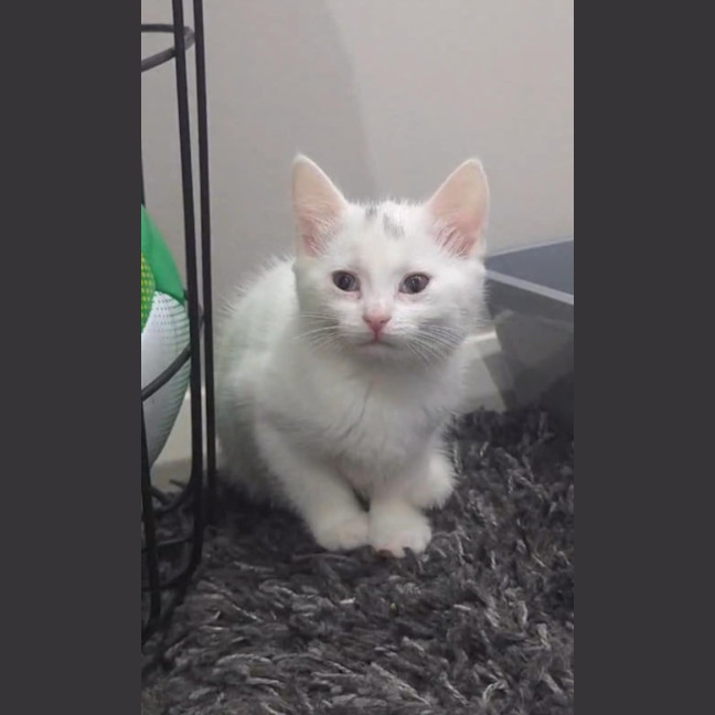 Photo of Lamington