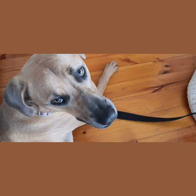 Photo of Harley