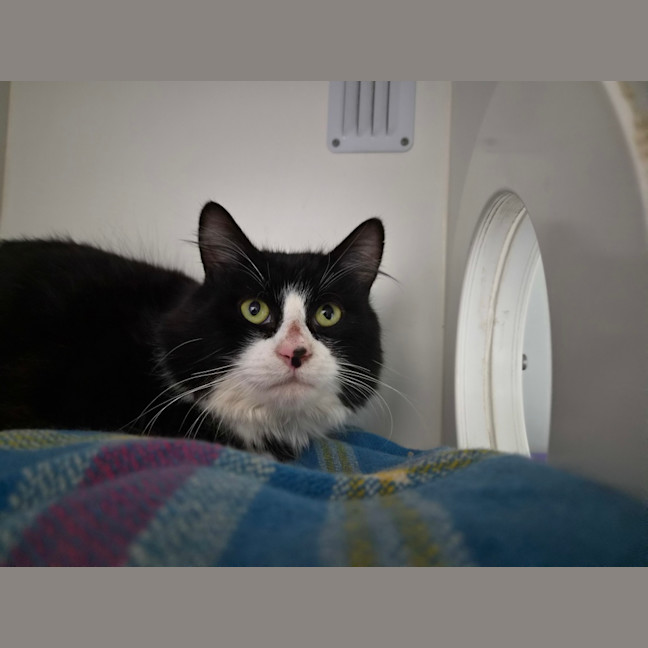 Photo of Kingston