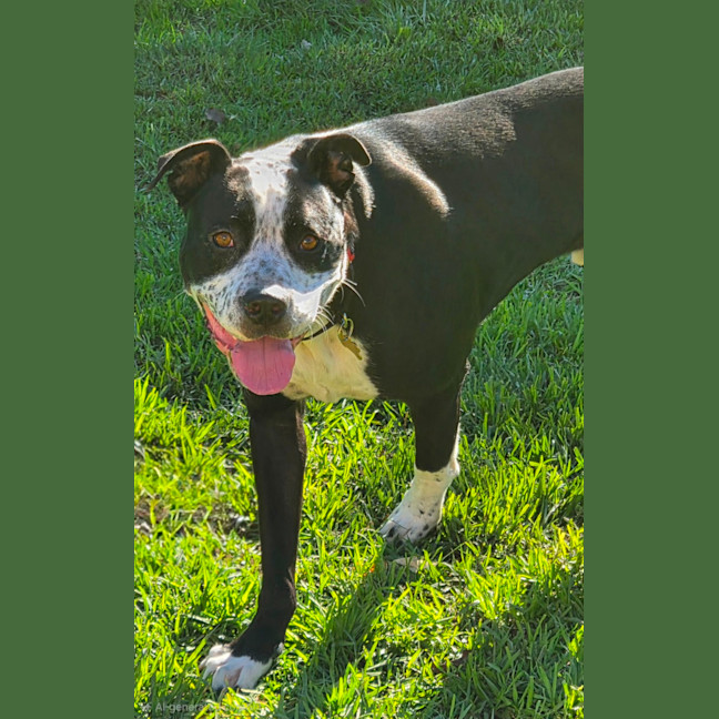 Photo of Toby Smooch