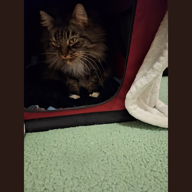 Photo of Not So Curious George