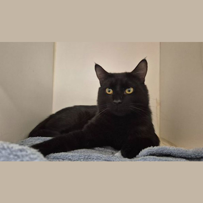 Photo of Jingo