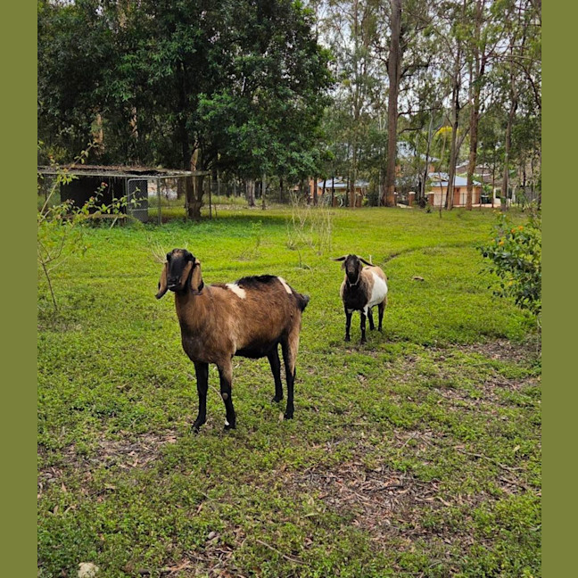 Photo of Cisco And Zorro