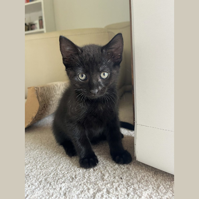 Photo of Tuumtum   Available 18/1