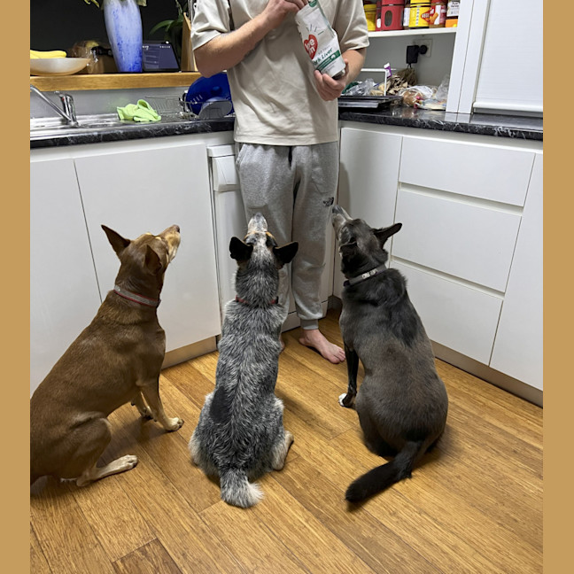 Photo of Tommy ⚽ Stumpy Tail Cattle, 1yo (Adopted 20/7/25)