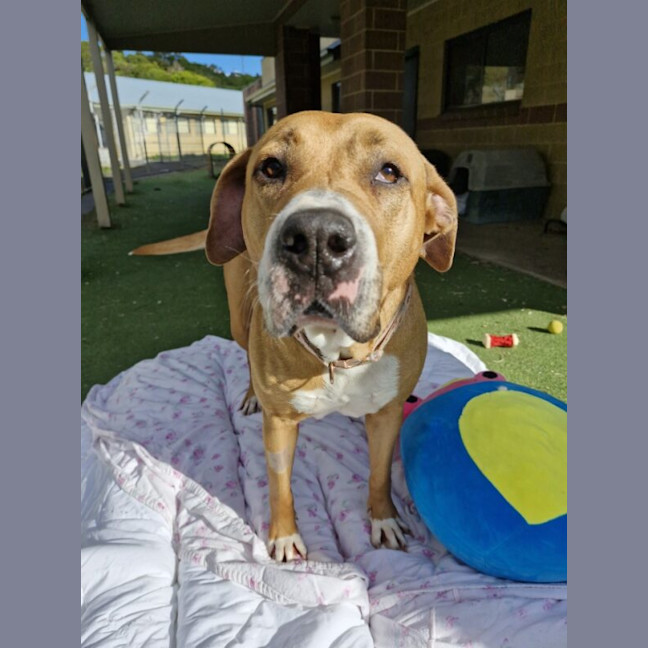 Photo of Honey