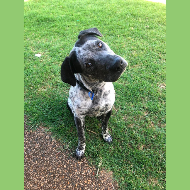 Photo of Samson *$250 Adoption Fee*