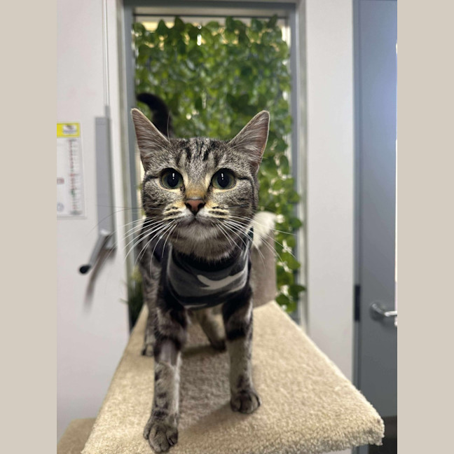 Photo of 🍣 Bento 6314 🍣