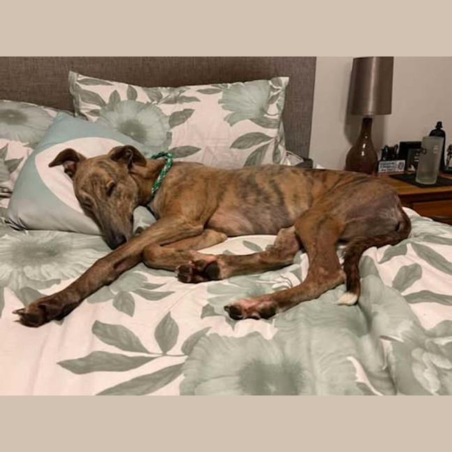 Photo of Buster, The Greyhound