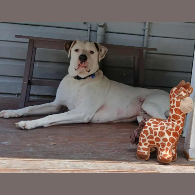 Photo of Baxter   5 Year Old Bullmastiff