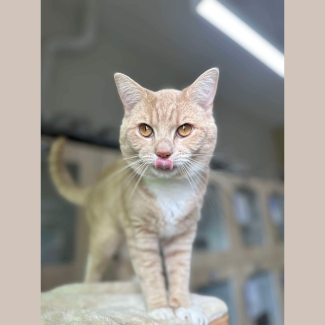 Photo of 🥞 Rupert 5644 🥞