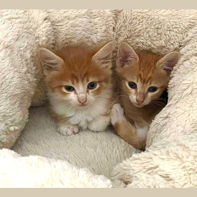 Photo of Cheeto