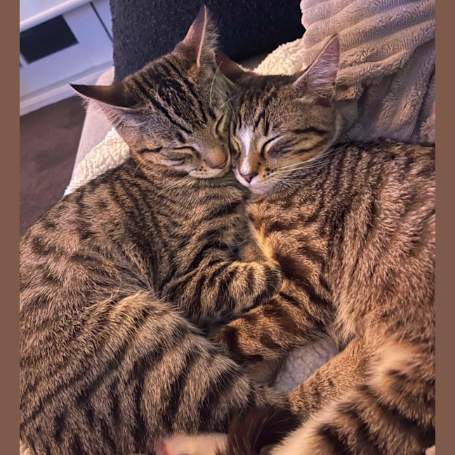 Photo of Narnia & Tumnus 