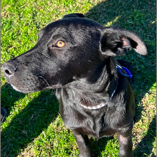 Photo of Prince Harry   5 Month Old Kelpie X