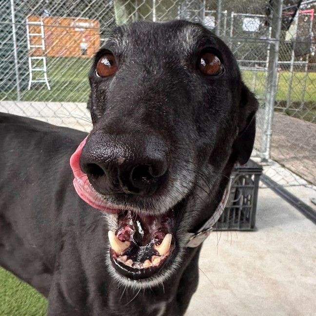 Photo of Jadzia The Greyhound